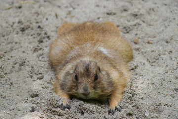 Single Prairie Dog in ZOO