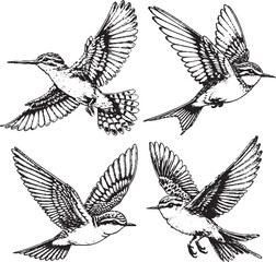 Elegant Hummingbird Illustrations - Detailed Black-and-White Flight Sketches