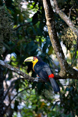 Toucan Landade On The Tree Close Up 