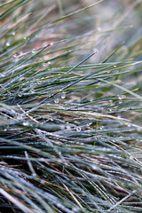 Water Droplets On The Green Grass Shine 
