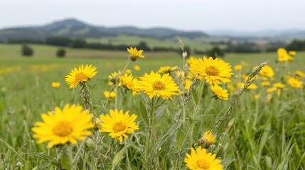 Obraz premium Yellow wildflowers meadow, hills background, rural landscape, nature photography, springtime