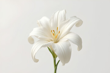 Elegant Easter Lily bloom with delicate white petals and vibrant yellow pollen against a bright background capturing the essence of springtime bloom