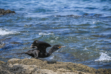 Beautiful specimen of European shag in flight in the Guanacaste province of Costa Rica on the shores of the Pacific Ocean