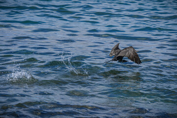 Obraz premium Beautiful specimen of European shag in flight in the Guanacaste province of Costa Rica on the shores of the Pacific Ocean