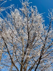 Frost delicately blankets the branches of a tall tree, creating a shimmering effect against the clear blue sky on a cold winter afternoon