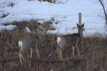 Winter Saskatchewan Scenery with animals, frost, fog, abandoned places, churches and more.