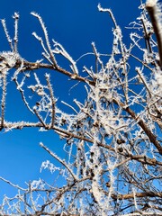 Frosty branches sparkle against a clear blue sky, showcasing the beauty of winter's chill. Nature's intricate designs shine through the cold air, creating a serene atmosphere