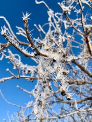 During a chilly winter day, branches adorned with frost create a mesmerizing contrast with the bright blue sky, showcasing nature's beauty and tranquility