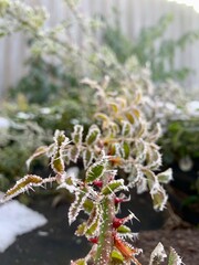 In a residential garden, delicate green leaves are coated in frost, glistening under the soft winter sunlight. The scene captures the beauty of nature in a cold season