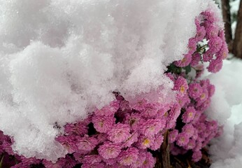 Vibrant pink flowers emerge from the cold ground, partially buried under a thick layer of fresh...