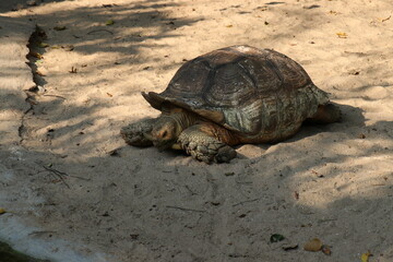 Brown turtle in the zoo