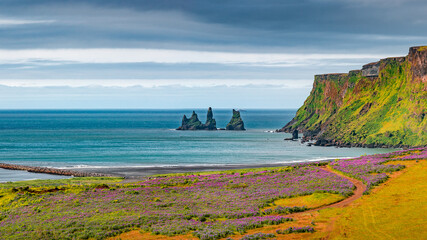 Panoramic with basalt stacks Reynisdrangar, black sand beach and pink lupine flowers at Vik town, Iceland, at summer sunny day and blue sky.