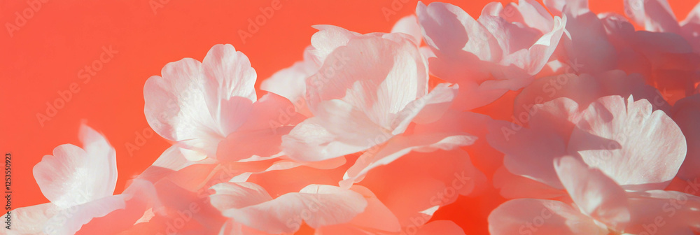 Poster cluster of delicate sakura petals on a light coral background for a vibrant banner design