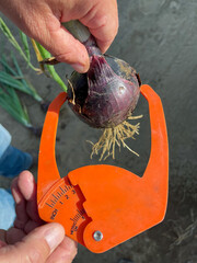 Tool to measure the size of onion bulbs used in the field on a red onion