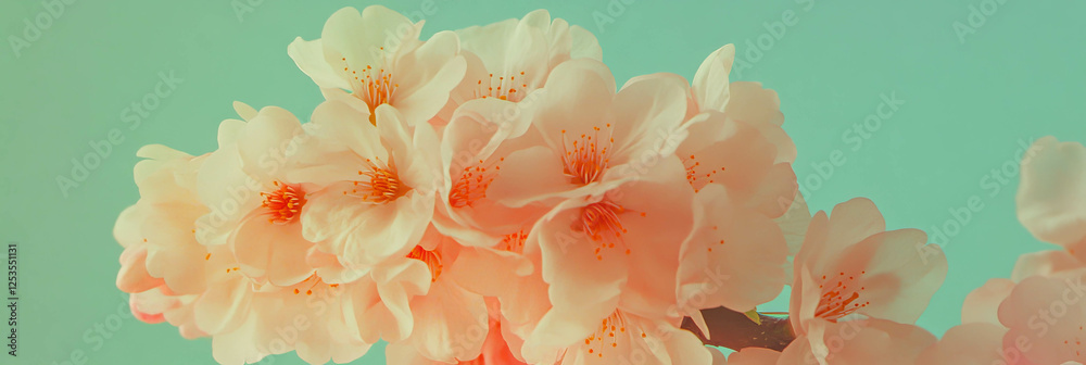 Poster Cluster of delicate sakura petals on a subtle olive green background creating a serene visual
