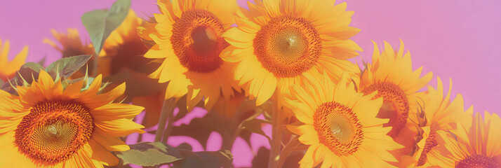 Cluster of vibrant sunflowers against a bright purple backdrop for an eye-catching display