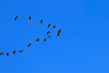 Flock of birds flying in formation.