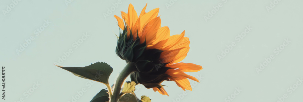Aufkleber sunflower head emerges from shadow with striking contrast against bright background
