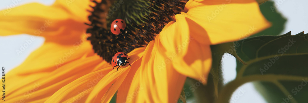 Poster bright sunflower head with ladybugs on a white background creating a cheerful atmosphere