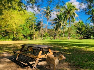 Tropical Park Retreat: Wooden Picnic Table and Loyal Dog in a Lush Green Oasis - Jamaica