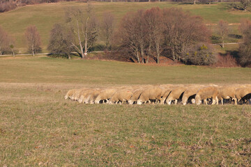Sheep grazing.