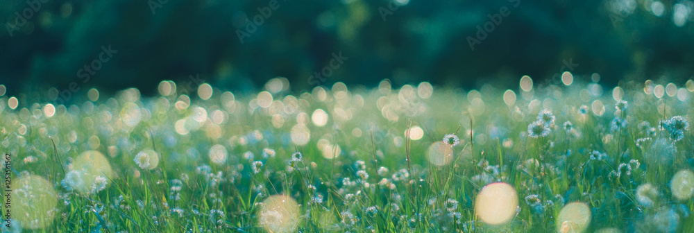 Poster Blurred field of tall grass with bokeh highlights in a bright atmosphere