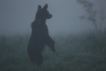 Niedźwiedź brunatny, (Ursus arctos), brown bear © Bartosz Rakoczy