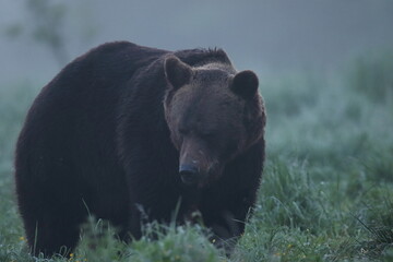 Niedźwiedź brunatny, (Ursus arctos), brown bear © Bartosz Rakoczy