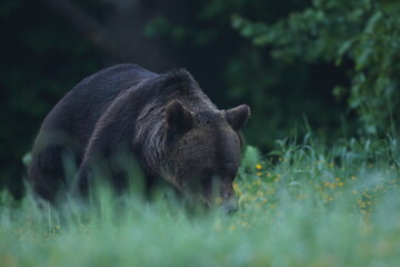 Niedźwiedź brunatny, (Ursus arctos), brown bear © Bartosz Rakoczy