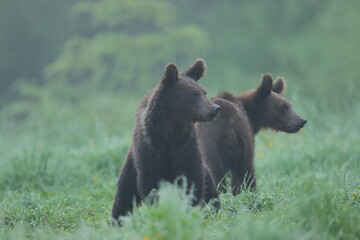 Niedźwiedź brunatny, (Ursus arctos), brown bear © Bartosz Rakoczy