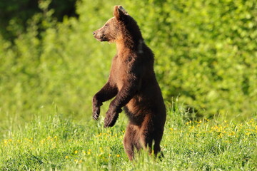 Niedźwiedź brunatny, (Ursus arctos), brown bear © Bartosz Rakoczy