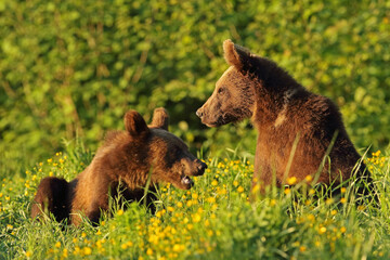 Niedźwiedź brunatny, (Ursus arctos), brown bear © Bartosz Rakoczy