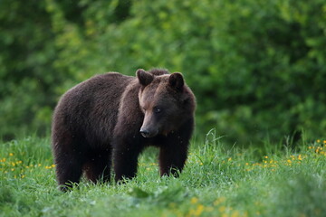 Niedźwiedź brunatny, (Ursus arctos), brown bear © Bartosz Rakoczy
