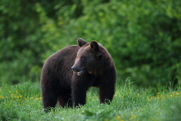 Niedźwiedź brunatny, (Ursus arctos), brown bear © Bartosz Rakoczy