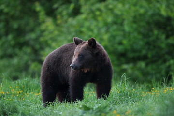 Niedźwiedź brunatny, (Ursus arctos), brown bear © Bartosz Rakoczy