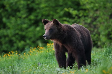Niedźwiedź brunatny, (Ursus arctos), brown bear © Bartosz Rakoczy