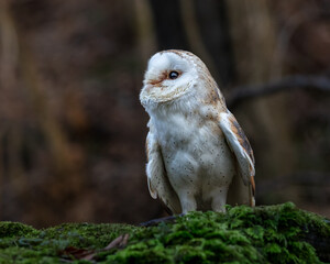 Barn Owl. Bird of Prey. Resting on tree stump.