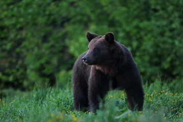 Niedźwiedź brunatny, (Ursus arctos), brown bear © Bartosz Rakoczy