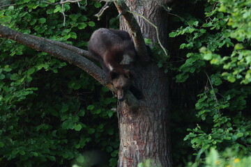 Niedźwiedź brunatny, (Ursus arctos), brown bear © Bartosz Rakoczy
