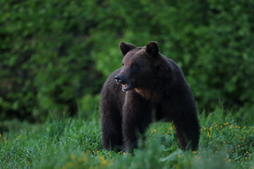 Niedźwiedź brunatny, (Ursus arctos), brown bear © Bartosz Rakoczy