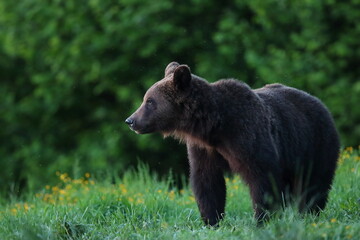 Niedźwiedź brunatny, (Ursus arctos), brown bear © Bartosz Rakoczy