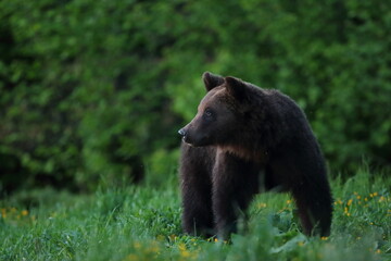 Niedźwiedź brunatny, (Ursus arctos), brown bear © Bartosz Rakoczy