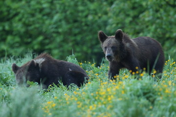 Niedźwiedź brunatny, (Ursus arctos), brown bear © Bartosz Rakoczy