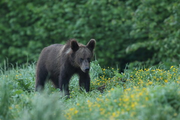 Niedźwiedź brunatny, (Ursus arctos), brown bear © Bartosz Rakoczy