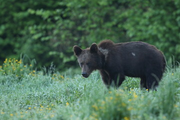 Niedźwiedź brunatny, (Ursus arctos), brown bear © Bartosz Rakoczy