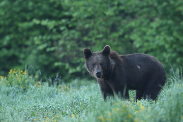 Niedźwiedź brunatny, (Ursus arctos), brown bear © Bartosz Rakoczy