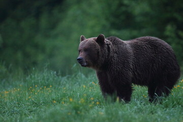 Niedźwiedź brunatny, (Ursus arctos), brown bear © Bartosz Rakoczy