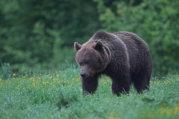 Niedźwiedź brunatny, (Ursus arctos), brown bear © Bartosz Rakoczy