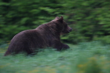 Niedźwiedź brunatny, (Ursus arctos), brown bear © Bartosz Rakoczy