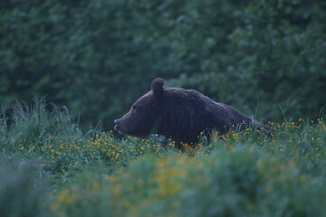 Niedźwiedź brunatny, (Ursus arctos), brown bear © Bartosz Rakoczy